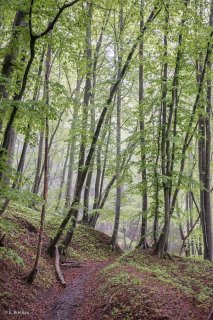 Un sentier traverse une Hêtraie dans le Trièves, au printemps les Hêtres débourrent. Isère