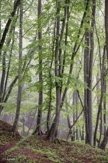 Hêtraie dans le Trièves au printemps, les Hêtres débourrent. Isère