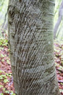 L'eau de pluie ruissèle le long d'un tronc de Hêtre. Forêt du Trièves, Isère