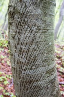 L'eau de pluie ruissèle le long d'un tronc de Hêtre. Forêt du Trièves, Isère