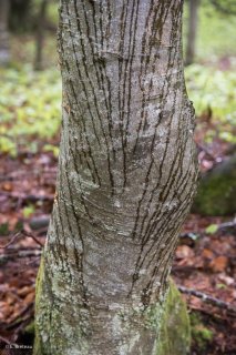 L'eau de pluie ruissèle le long d'un tronc de Hêtre. Forêt du Trièves, Isère