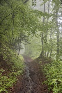 Un sentier traverse une Hêtraie dans le Trièves, au printemps les Hêtres débourrent. Isère