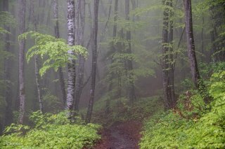 Un sentier traverse une Hêtraie dans le Trièves, au printemps les Hêtres débourrent. Isère