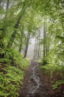 Un sentier traverse une Hêtraie dans le Trièves, au printemps les Hêtres débourrent. Isère