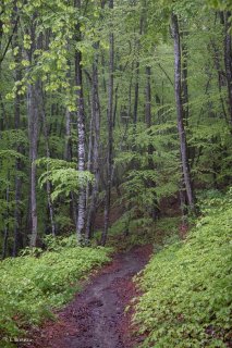 Un sentier traverse une Hêtraie dans le Trièves, au printemps les Hêtres débourrent. Isère