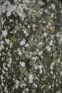 Détail d'un tronc de Hêtre. Forêt du Trièves, Isère