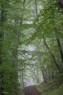 Un sentier traverse une Hêtraie dans le Trièves, au printemps les Hêtres débourrent. Isère