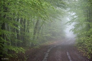 Une piste forestière traverse une Hêtraie dans le Trièves, au printemps les Hêtres débourrent. Isère