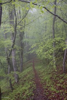 Un sentier traverse une Hêtraie dans le Trièves, au printemps les Hêtres débourrent. Isère