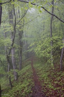 Un sentier traverse une Hêtraie dans le Trièves, au printemps les Hêtres débourrent. Isère