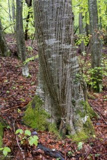L'eau de pluie ruissèle le long d'un tronc de Hêtre. Forêt du Trièves, Isère