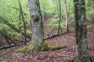 Tronc de Tremble dans une Hêtraie. Forêt du Trièves, Isère