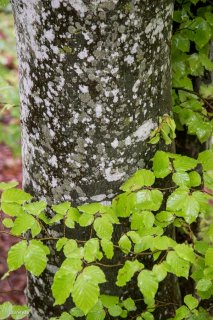 Tronc de Hêtre qui débourre au printemps. Forêt du Trièves