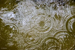 Le vent secoue les arbres au dessus d'une mare. Forêt du Trièves, Isère