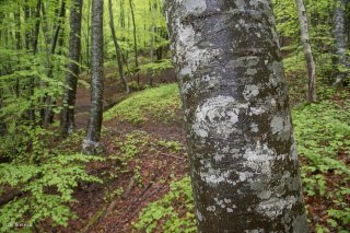 Un sentier traverse une Hêtraie dans le Trièves, au printemps les Hêtres débourrent. Isère