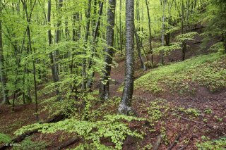 Un sentier traverse une Hêtraie dans le Trièves, au printemps les Hêtres débourrent. Isère