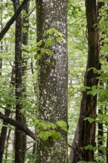 Troncs de Hêtres qui débourrent au printemps. Forêt du Trièves