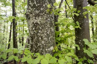 Tronc de Hêtre qui débourre au printemps. Forêt du Trièves