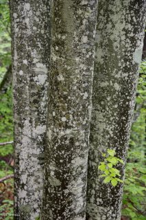 Troncs de Hêtres qui débourrent au printemps. Forêt du Trièves