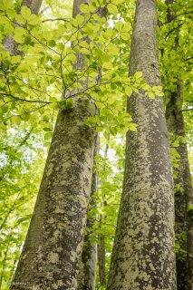 Hêtres qui débourrent au printemps. Trièves, Isère