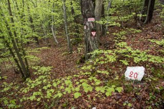 Borne forestière marquant les limites des parcelles. Forêt du Trièves, Isère