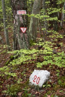 Borne forestière marquant les limites des parcelles. Forêt du Trièves, Isère