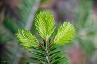 Jeunes pousses d'Epicéa. Forêt du Trièves