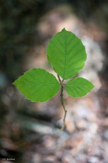 Jeune pousse de Hêtre. Forêt du Trièves, Isère