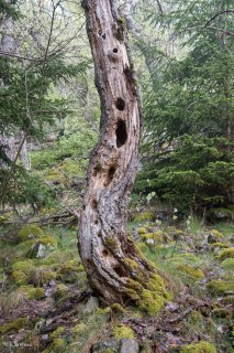 Tronc mort. Forêt de Matheysine