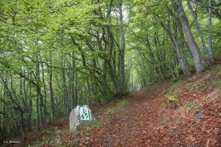 Un sentier qui monte au Piquet de Nantes traverse une hêtraie