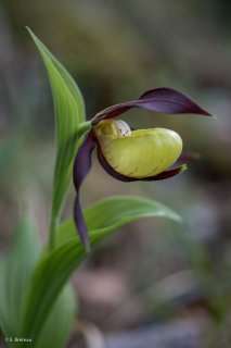 Sabot de Vénus dans le Trièves. Isère