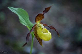 Sabot de Vénus dans le Trièves. Isère