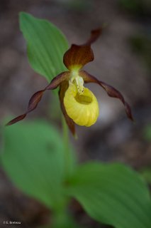 Sabot de Vénus dans le Trièves. Isère