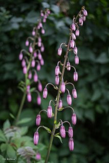 Lys Martagon dans le Trièves. Isère