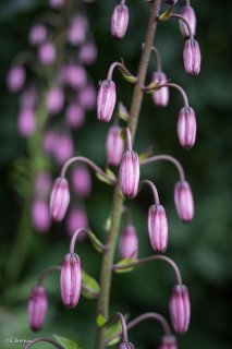 Lys Martagon dans le Trièves. Isère