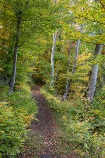 Un sentier traverse une hêtraie, à l'automne dans le Trièves. Isère