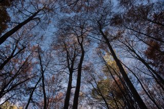 Forêt de Trembles et de Hêtres dans le Trièves. Isère