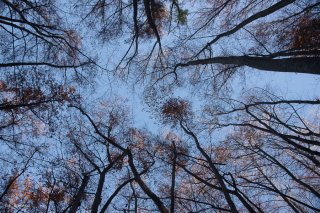 Forêt de Trembles et de Hêtres dans le Trièves. Isère