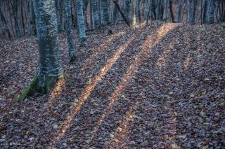 Les raies de lumières traversent la hêtraie. Trièves, Isère