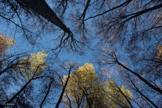 Forêt de Trembles et de Hêtres dans le Trièves. Isère