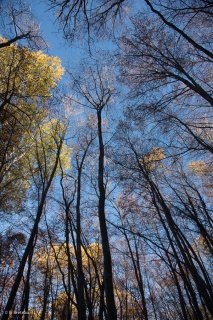 Forêt de Trembles et de Hêtres dans le Trièves. Isère