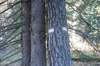 Marquage forestier dans le Trièves. Isère