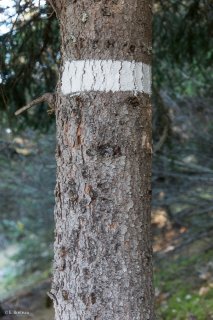 Marquage forestier dans le Trièves. Isère