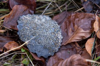 Rosée du matin sur une feuille morte