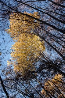 Forêt de Trembles et de Hêtres dans le Trièves. Isère