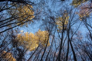 Forêt de Trembles et de Hêtres dans le Trièves. Isère