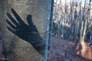 Jeux d'ombres dans une forêt du Trièves. Isère