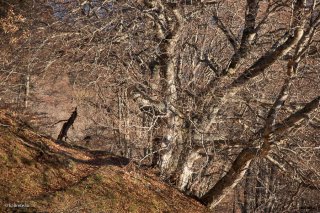 Un sentier du Piquet de Nantes traverse une hêtraie en Matheysine. Isère