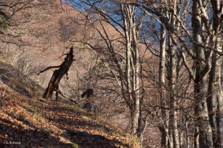 Un sentier du Piquet de Nantes traverse une hêtraie en Matheysine. Isère