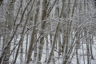 Hêtraie en hiver dans le Trièves. Isère